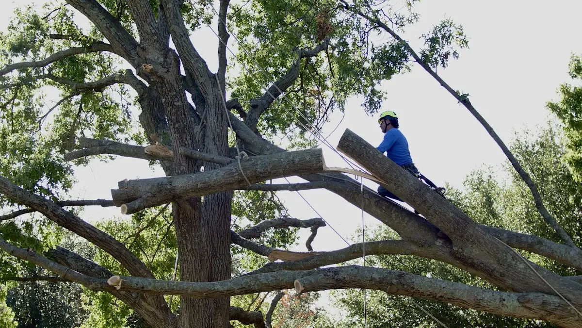 Professional Crown Thinning performed by certified arborists in Woodstock